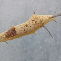 عسل طبیعی باشاخه