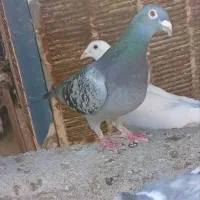 مجسمه|مجسمه، تندیس، ماکت|زابل, |دیوار