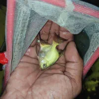 ماهی اکواریوم گوپی کالر آنجل زبرا پمپ هوا|ماهی|گلبهار, شهر جدید گلبهار|دیوار