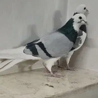 کفتر|پرنده|تهران, تختی|دیوار