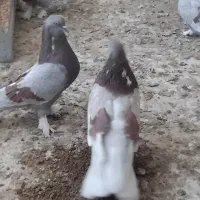 سرخ پر