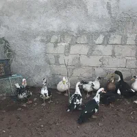 فروش اردک اسرائیلی و شوروی