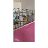 فروشی|پرنده|کاشان, سرپله جدید|دیوار