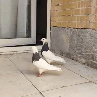 طوقی و سیدی|پرنده|فولادشهر, مسکن مهر فولادشهر|دیوار