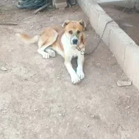 واگذاری، سگ سراب