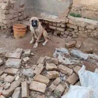 سگ‌نسل‌دار