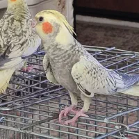 طوطی عروس هلندی  سخن گو