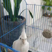 عروس  هلندی گمشده مژدگانی داده میشود