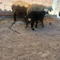 دو عدد گوسفند دامازدخ