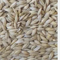فروش جو|عمده‌فروشی|بروجن, |دیوار