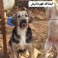 واگزاری توله پژدر