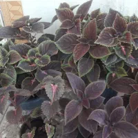 گل طبیعی و آپارتمانی|گل و گیاه طبیعی|یاسوج, |دیوار