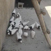 کبوتر طوقی