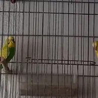 مرغ عشق|پرنده|بهشهر, |دیوار