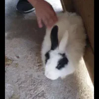 خرگوش