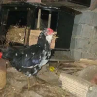 خروس گلین|حیوانات مزرعه|کجور, |دیوار