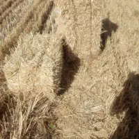 سفید و طلا|عمده‌فروشی|باخزر, |دیوار