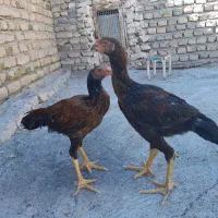 خروس لاری|حیوانات مزرعه|تربت‌حیدریه, بالا ولایت|دیوار