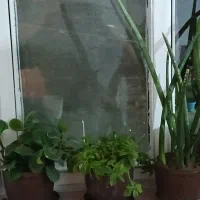 گل طبیعی با گلدان حراج دونه ای 90تومن|گل و گیاه طبیعی|سلماس, |دیوار