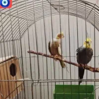 عروس هلندی