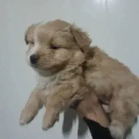 سگ پاکوتا شیتزو تریر