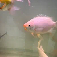 ماهی دیسکس|ماهی|سنندج, |دیوار