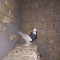 ۳ عدد کفتر پرشی و زینتی