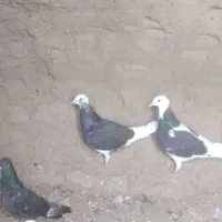 کبوتر پشتی و زاغ تهرانی