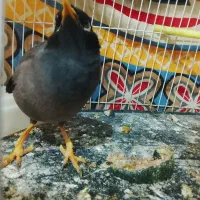 مینا سخنگو|پرنده|مشهد, موعود|دیوار