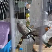 جفت فنچ زبرابا دانه خوری آب خوری نشیمنگاه دانه