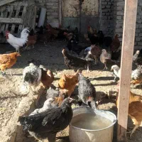 مرغ و خروس و تاخچه|حیوانات مزرعه|نیشابور, ده حلاج|دیوار