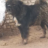 واگذاری نر قفقازی