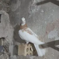 کفتر طوقی زرد|پرنده|مشهد, چهنو|دیوار