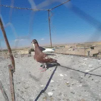 جوجه ابلغ‌سرخ