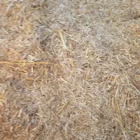 کاه|لوازم جانبی حیوانات|شراء, |دیوار