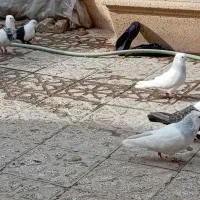 فروشتعدادیکبوترنروماده|پرنده|نجفآباد, ریاضی|دیوار