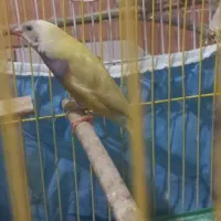 گلدین طلایی کله توسی کمیاب معاوضه با ماده غیر زرد