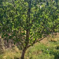 فروشی یک باغ سیب به متراژ ۲۰۰۰ متر|فروش زمین و ملک کلنگی|سیلوانه, |دیوار