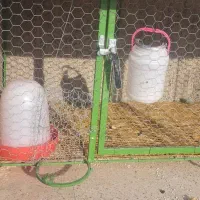 سه عدد قفس با فضله گیر و برای سقفش ورق گالوانیزه