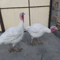 بوقلمون ارگانیک