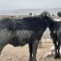 دوتا نرگاومیش