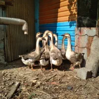 غاز اوکراینی|حیوانات مزرعه|نکا, |دیوار