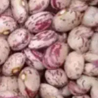 لوبیا چیتی تازه ی دینارون. کره. گاوداری.|عمده‌فروشی|ایذه, |دیوار