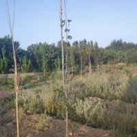 باغچه 220 متری سهمیه آب عالی|فروش زمین و ملک کلنگی|کرج, فاز ۲ مهرشهر|دیوار