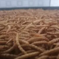 میلورم زنده و خشک