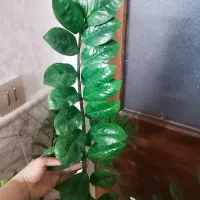 گل طبیعی، زامفولیا غول پیکر|گل و گیاه طبیعی|مشهد, عسگریه|دیوار