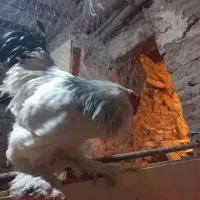 خروس نژاد برهما|حیوانات مزرعه|قم, انصار‌الحسین|دیوار