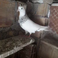 کلفه صید شده