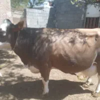 گاو چاق سرک دار سیمینتال مخصوص قربانی