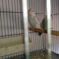 طوطی برزیلی سفید ابی